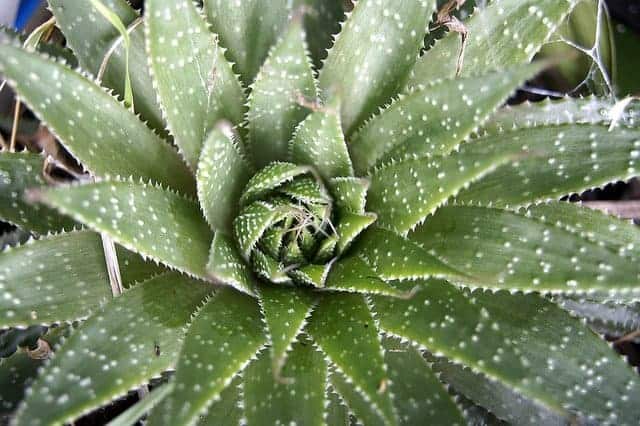 Aloes