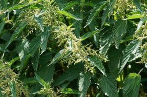 stinging nettle 2417289 640