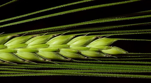 barley 2401213 640 1