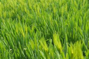 grass 657264 640 1