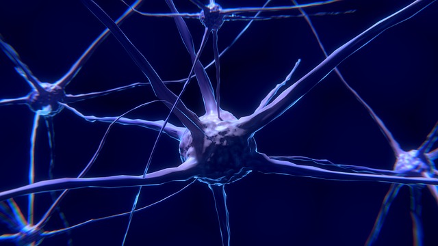 neuron, komórka nerwowa