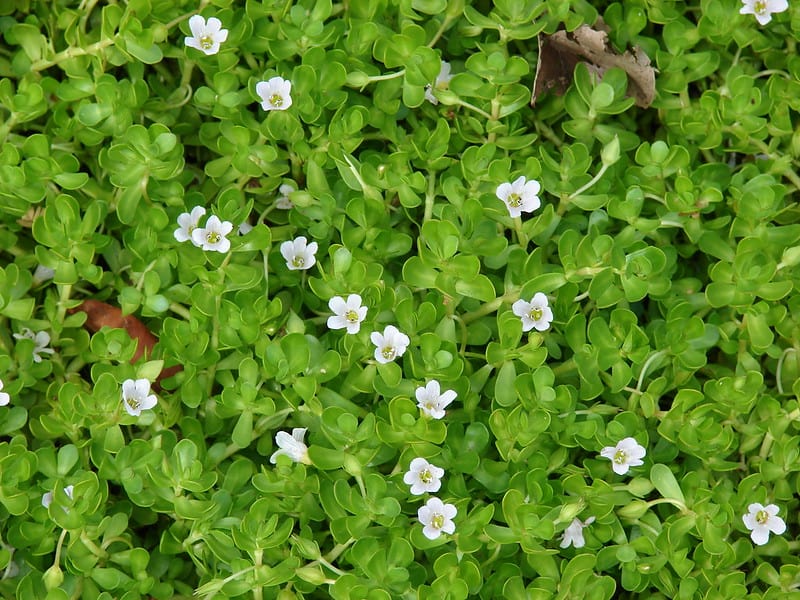 Bacopa monnieri, bakopa drobnolistna