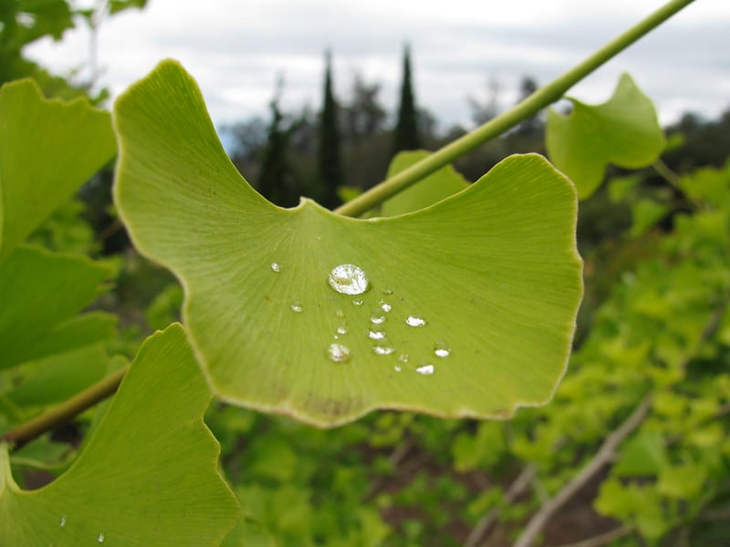 Ginkgo biloba, miłorząb dwuklapowy
