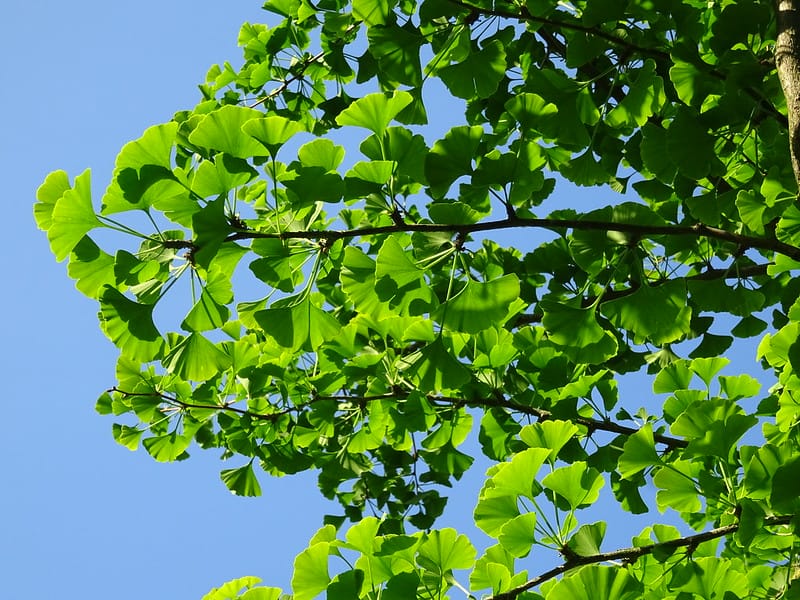 Ginkgo biloba, miłorząb chiński