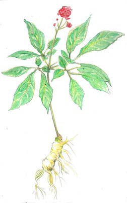 Żeń-szeń właściwy (Panax ginseng)