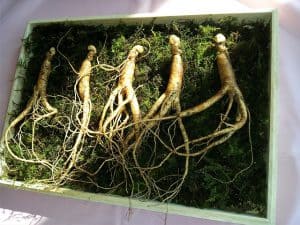 korzeń żeń-szenia, żeń-szeń właściwy (Panax ginseng)