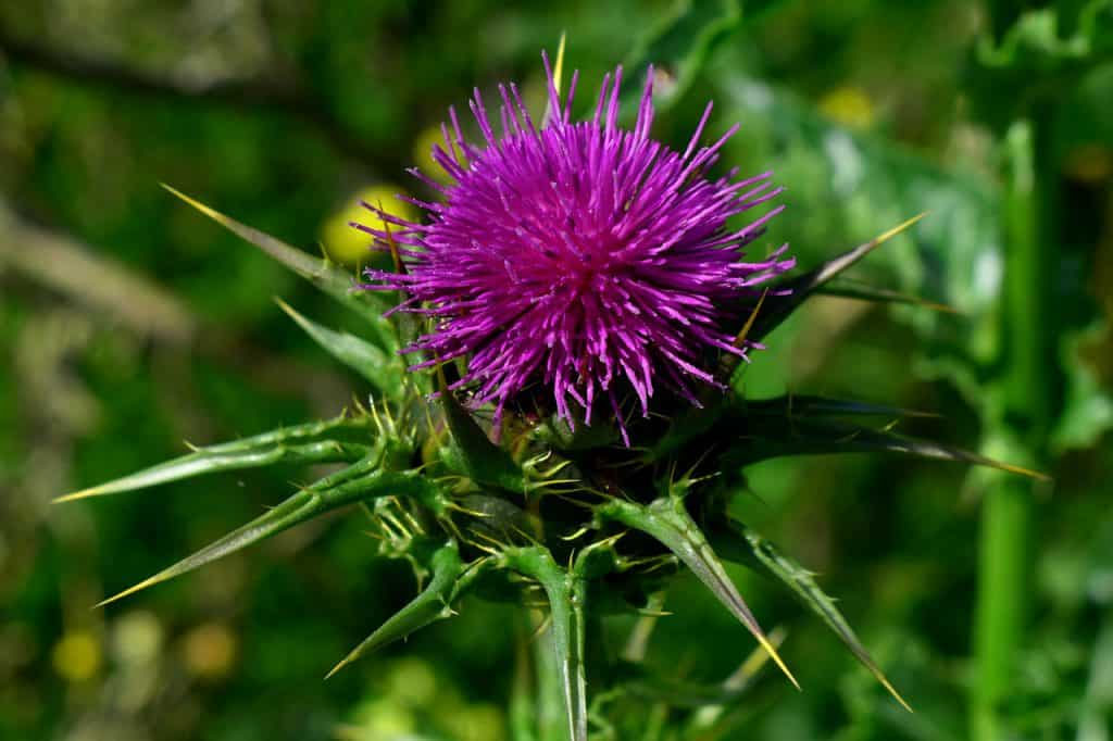Silybum marianum, ostropest plamisty