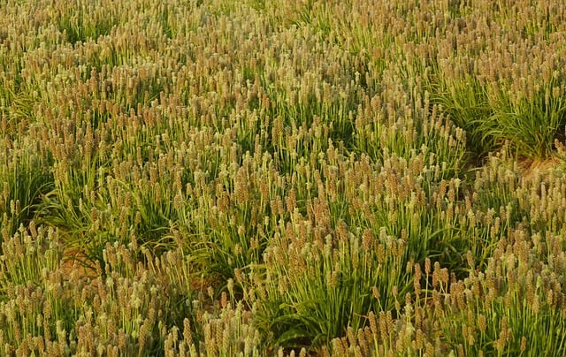 plantacja babki jajowatej