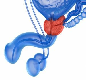 prostata