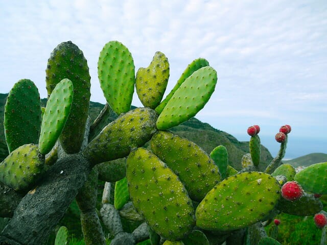 opuncja figowa
