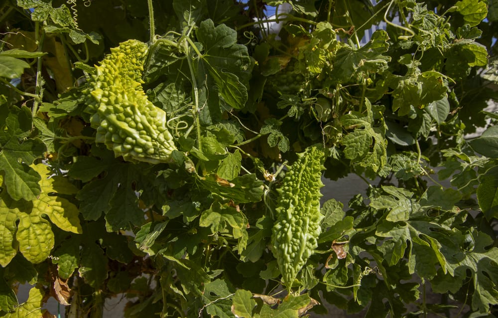 przepękla ogórkowata (gorzki melon)