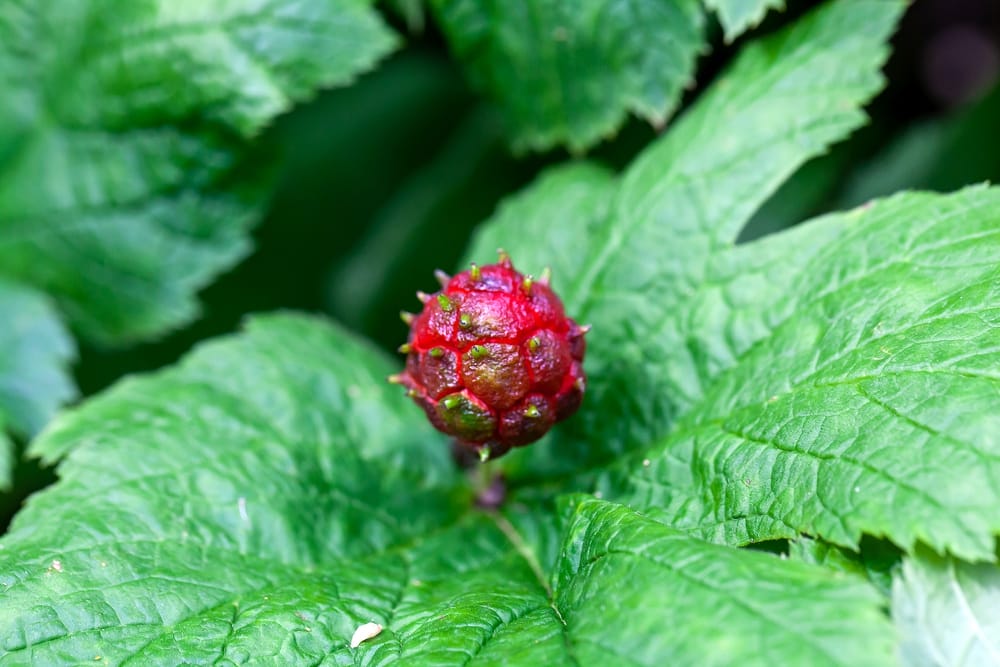 Hydrastis canadensis