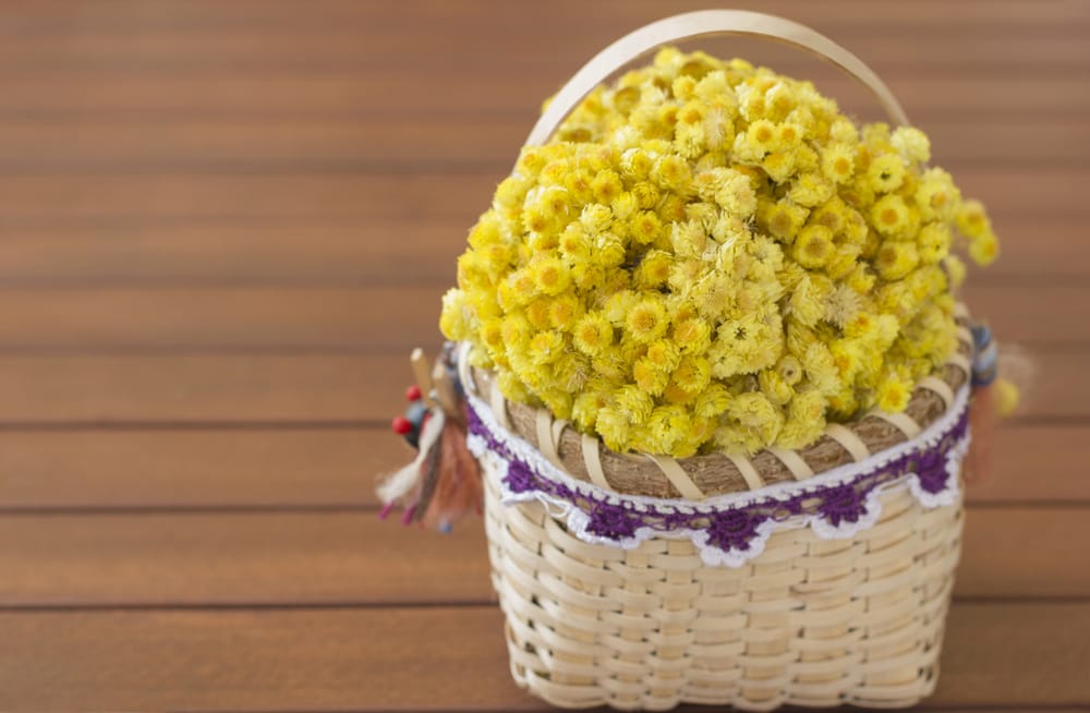 kwiaty kocanki włoskiej w koszyku