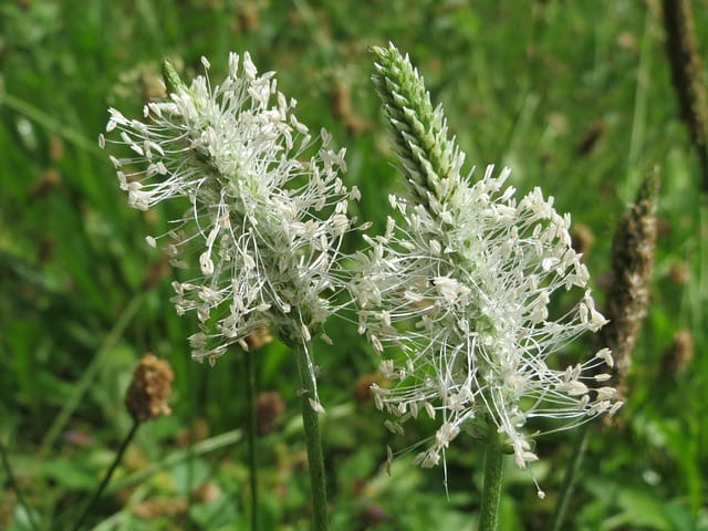 Plantago ovata